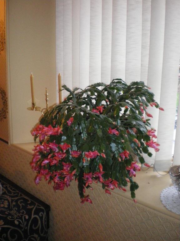 Langley Bank Guest House 艾尔 外观 照片